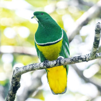 Cloven-feathered Dove